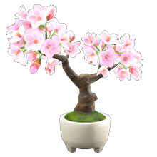 Bonsaï cerisier du japon