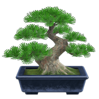 Bonsaï pin japonais